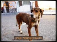 Ingrandimento immagine
