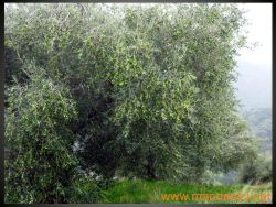 Ingrandimento immagine